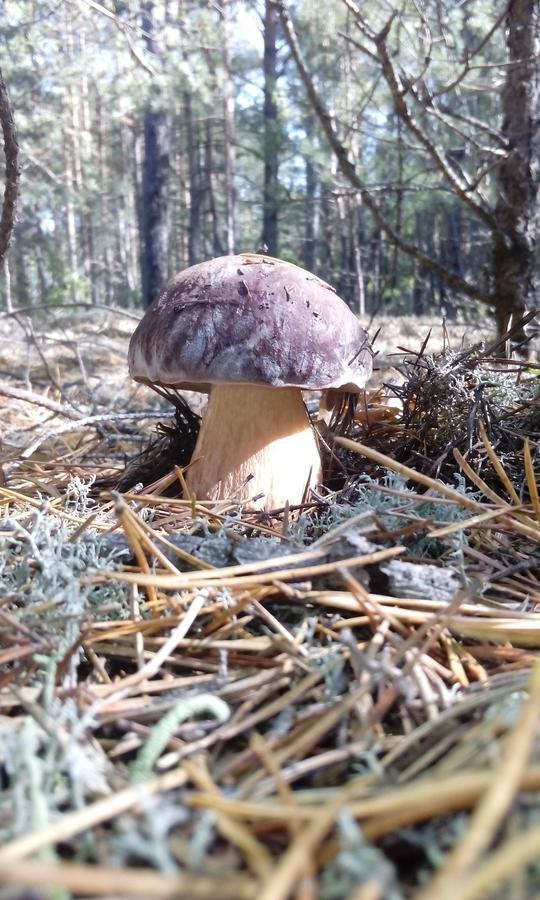 Pulemchanka Pulemets Экстерьер фото